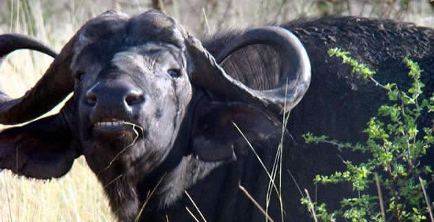 meru national park wildlife image