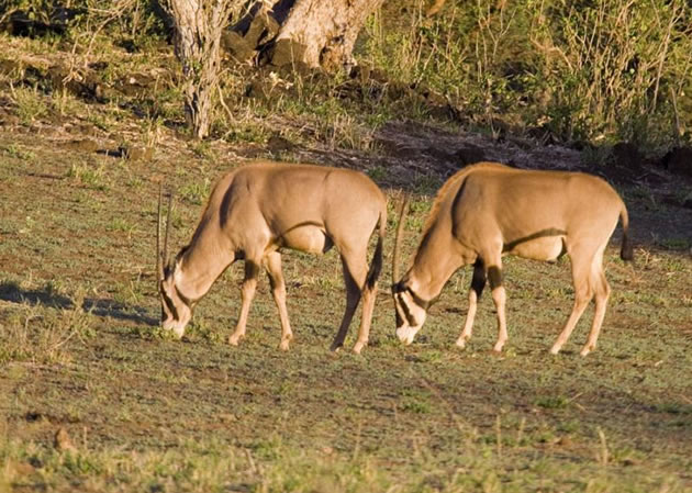 samburu national park wildlife image